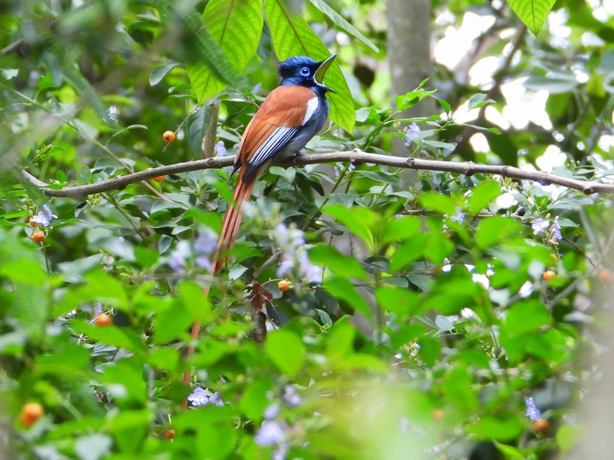 African Paradise-Flycatcher - ML646583378