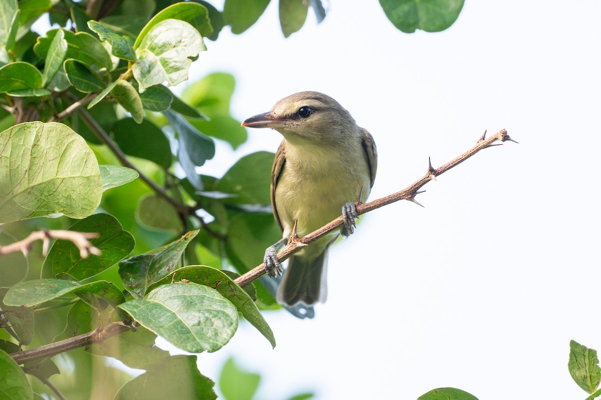 yucatánvireo - ML646583380
