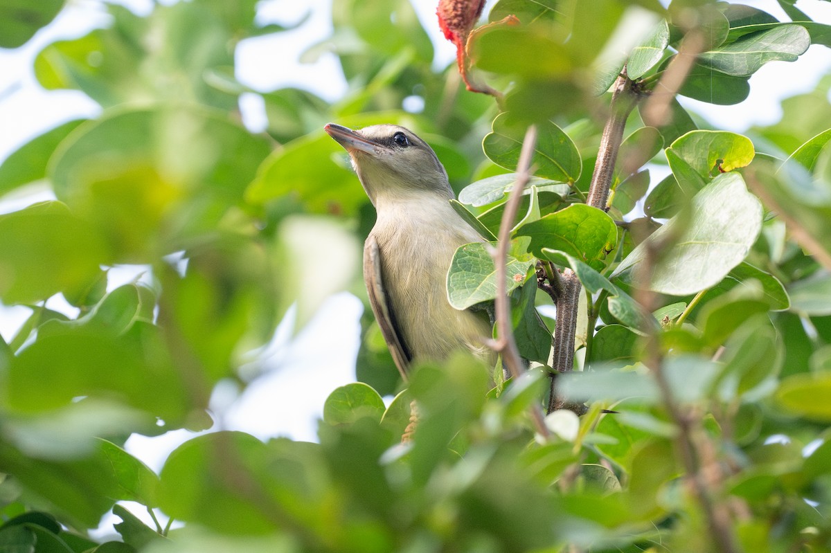 yucatánvireo - ML646583381