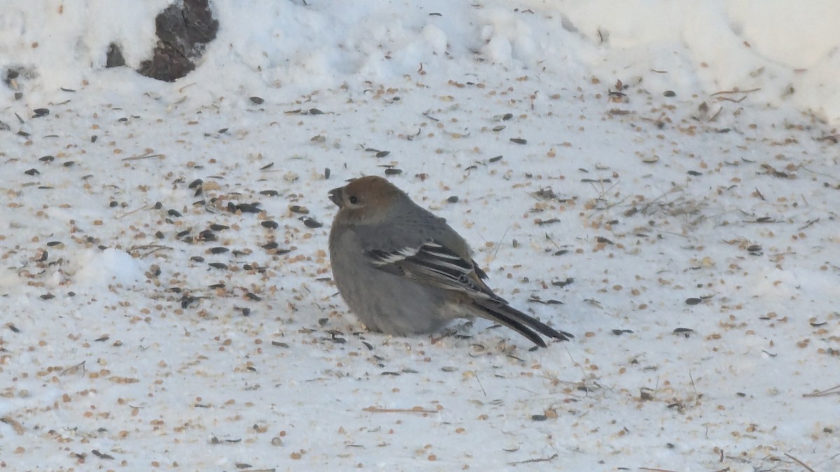 Tayga Çütresi - ML646583382