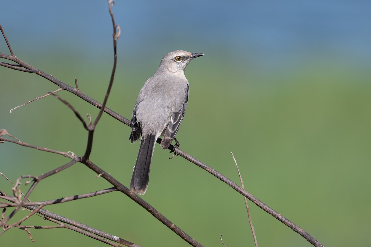 Tropical Mockingbird - ML646583385