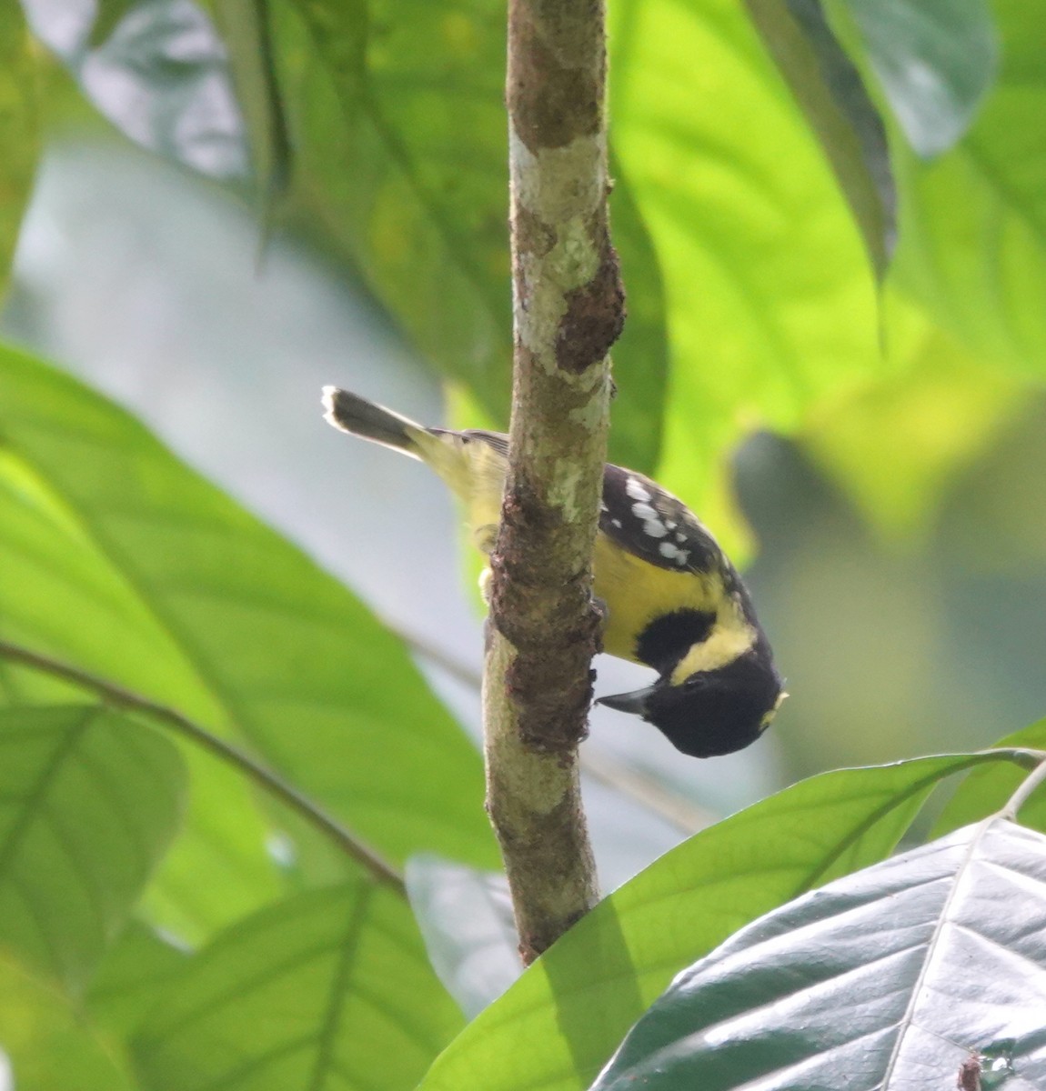 Elegant Tit - ML646583388