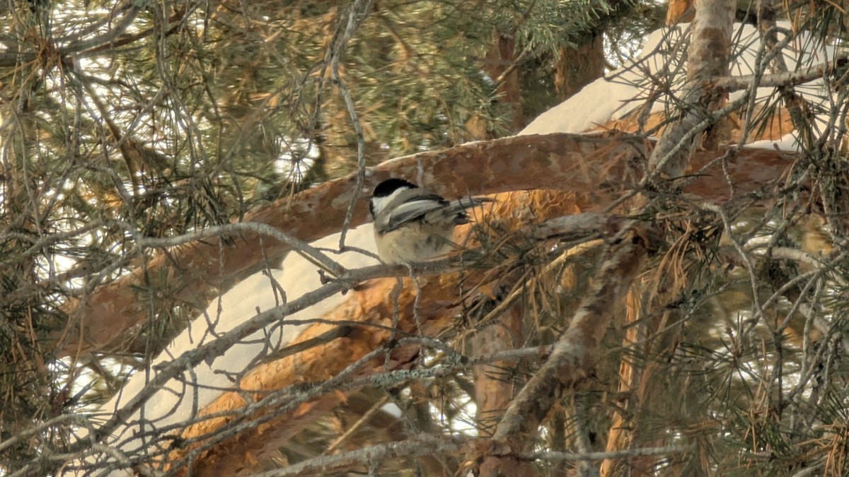 Black-capped Chickadee - ML646583390