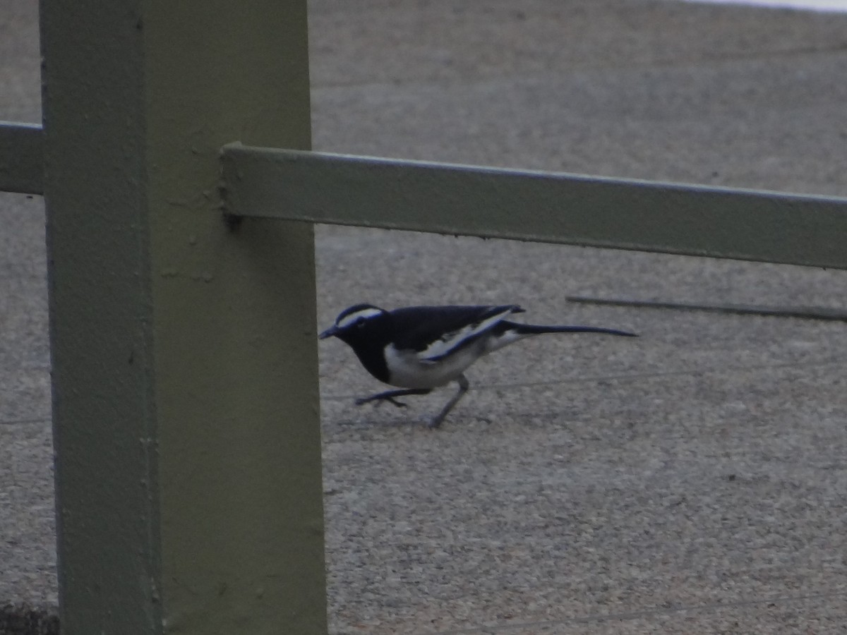 White-browed Wagtail - ML646583391
