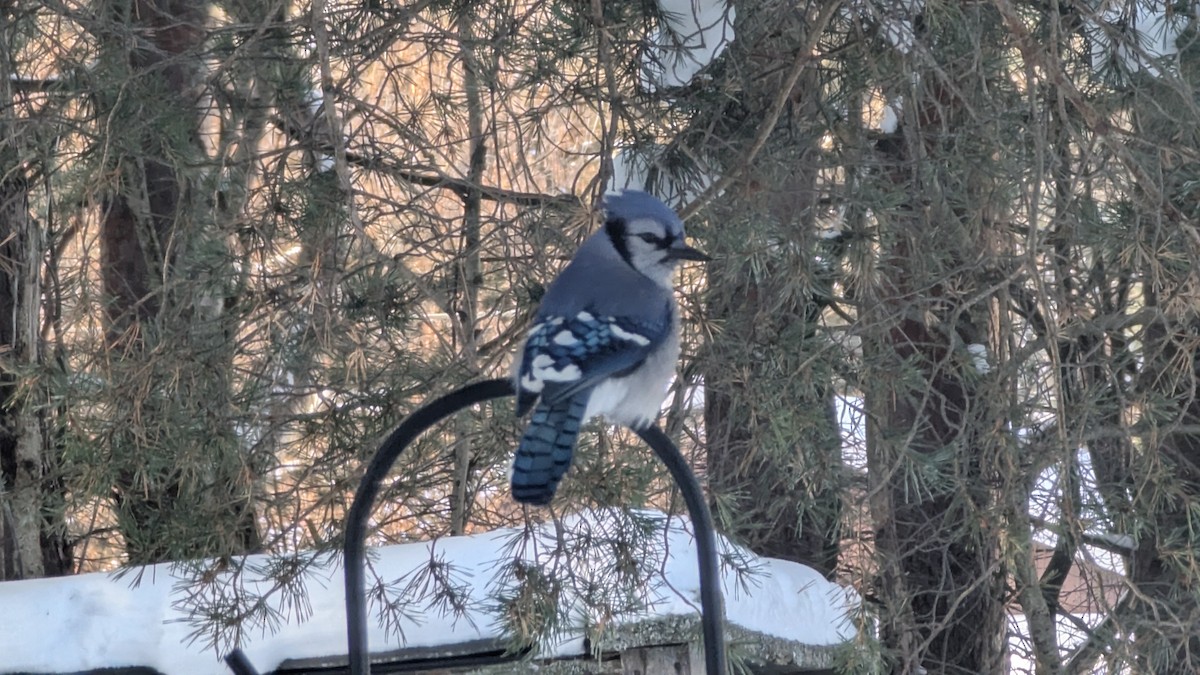 Blue Jay - ML646583392