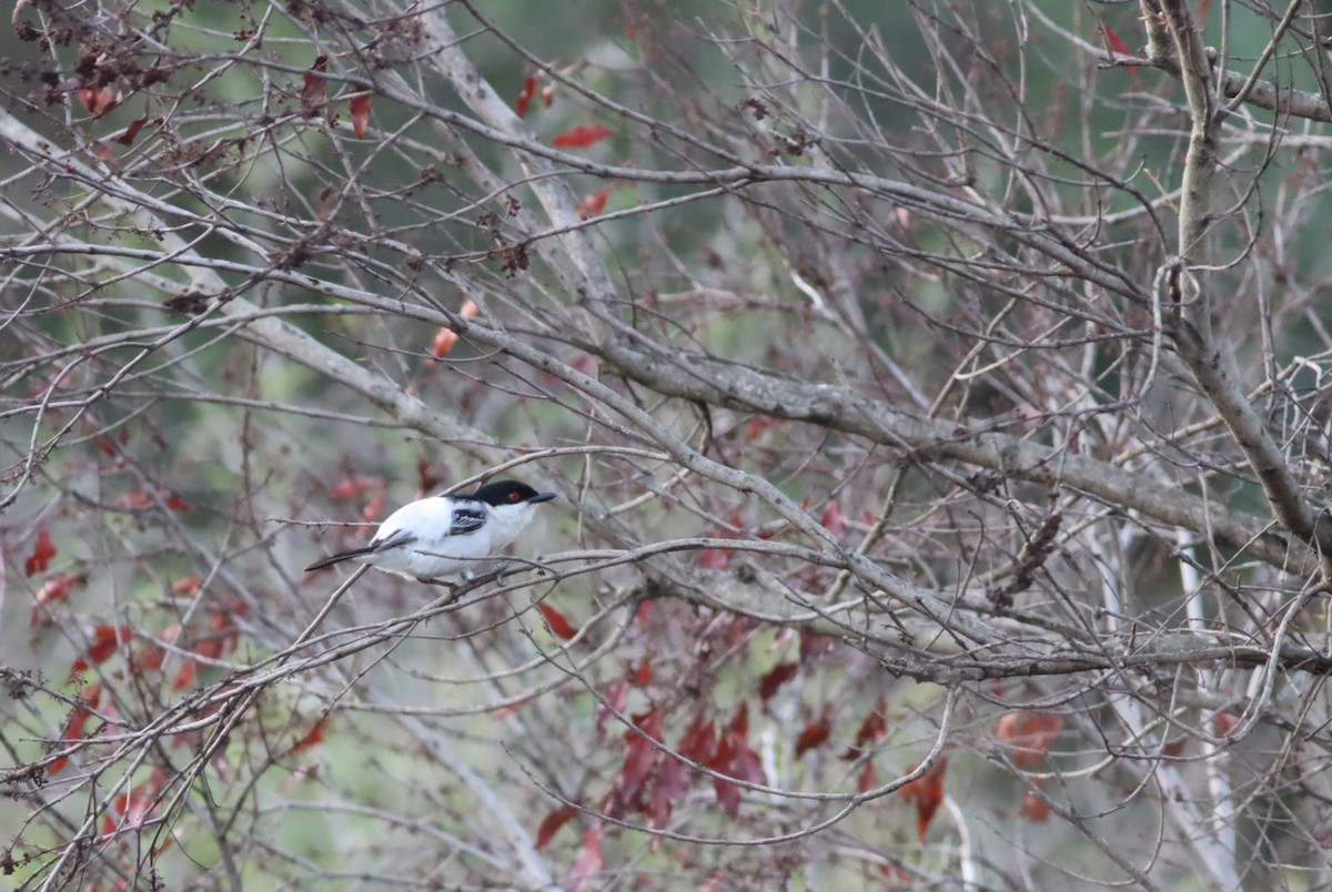 Black-backed Puffback - ML646583393