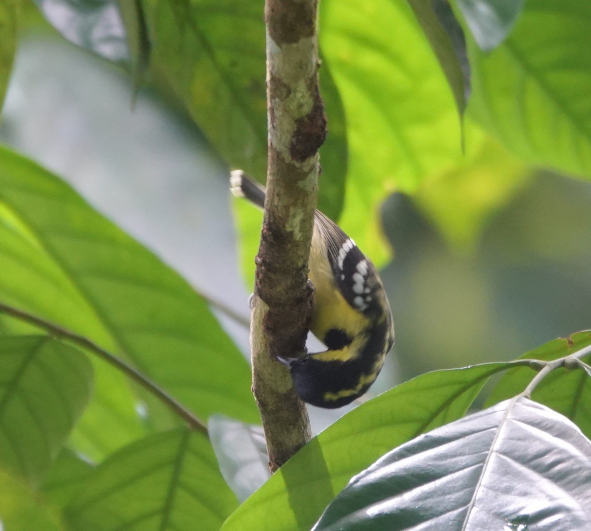 Elegant Tit - ML646583397