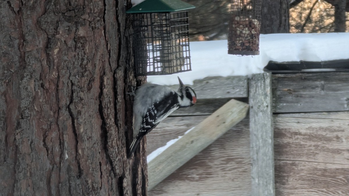 Sert Tüylü Ağaçkakan - ML646583401