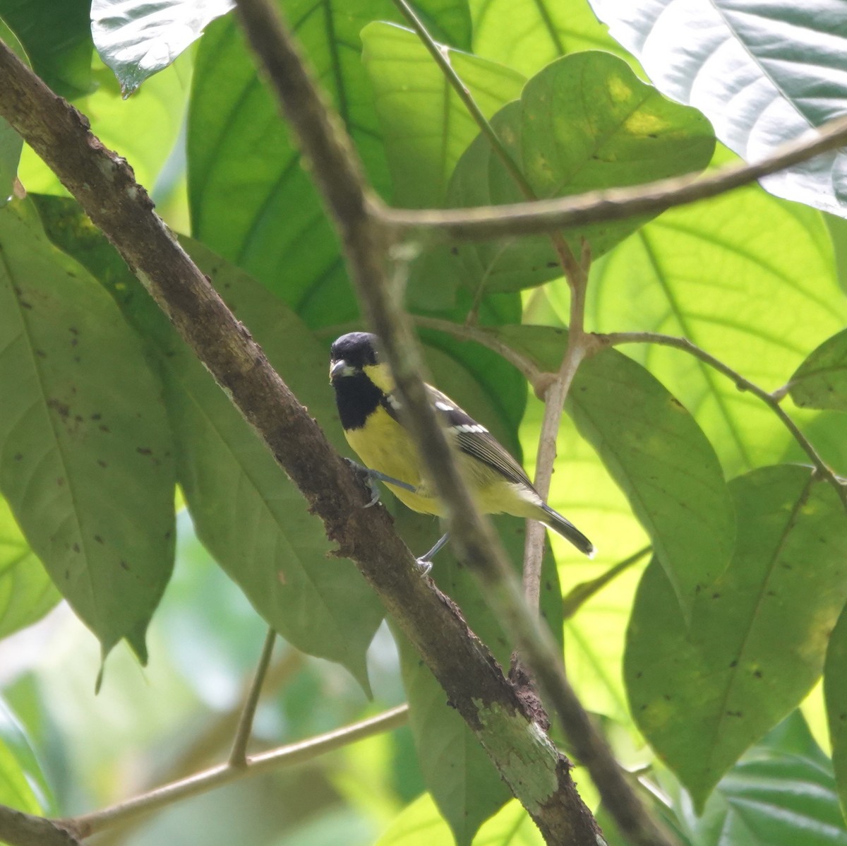 Elegant Tit - ML646583403
