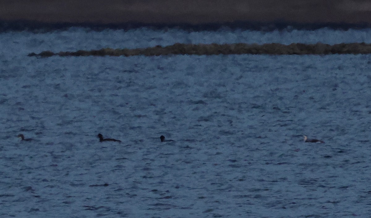 potáplice malá - ML646583404