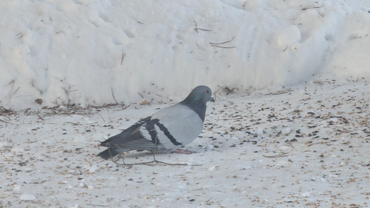 Kaya Güvercini (evcil tip) - ML646583406