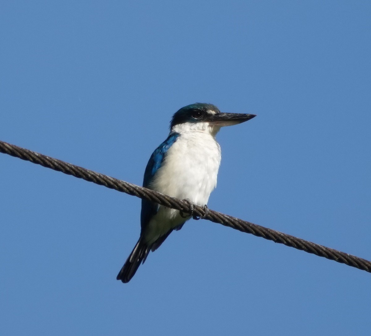 Collared Kingfisher (Collared) - ML646583419