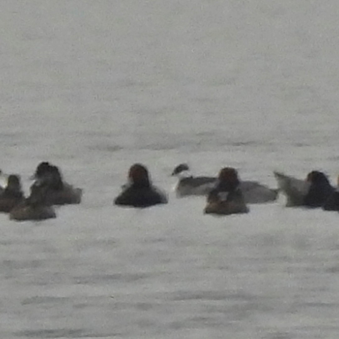 potápka žlutorohá - ML646583422