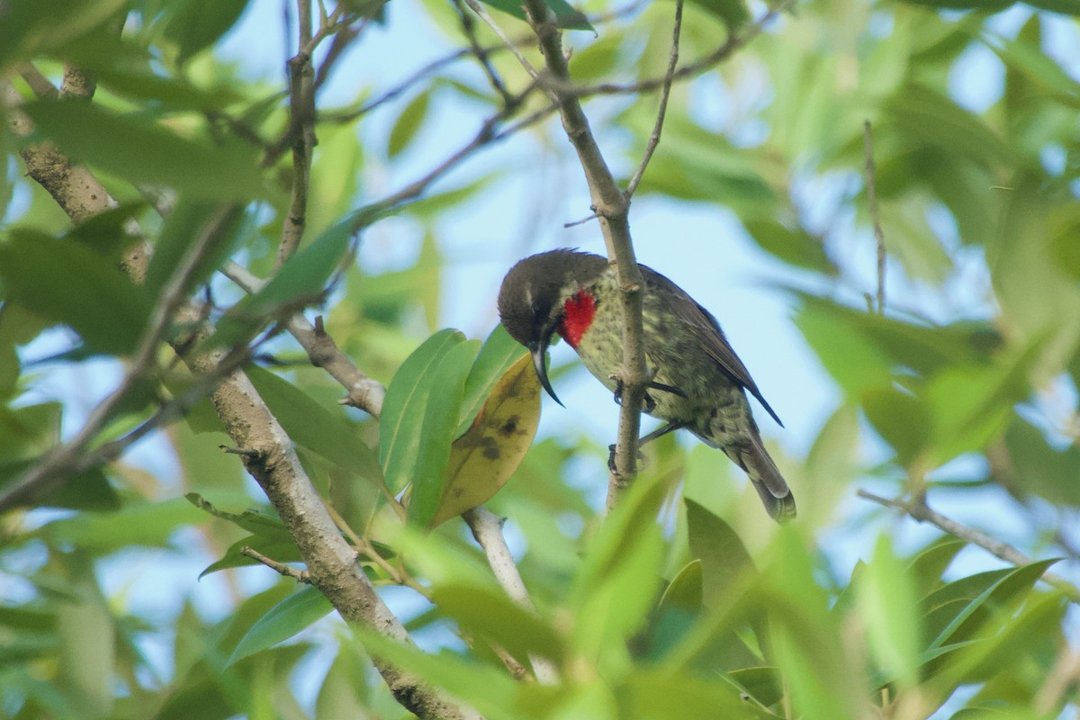 Scarlet-chested Sunbird - ML646583423