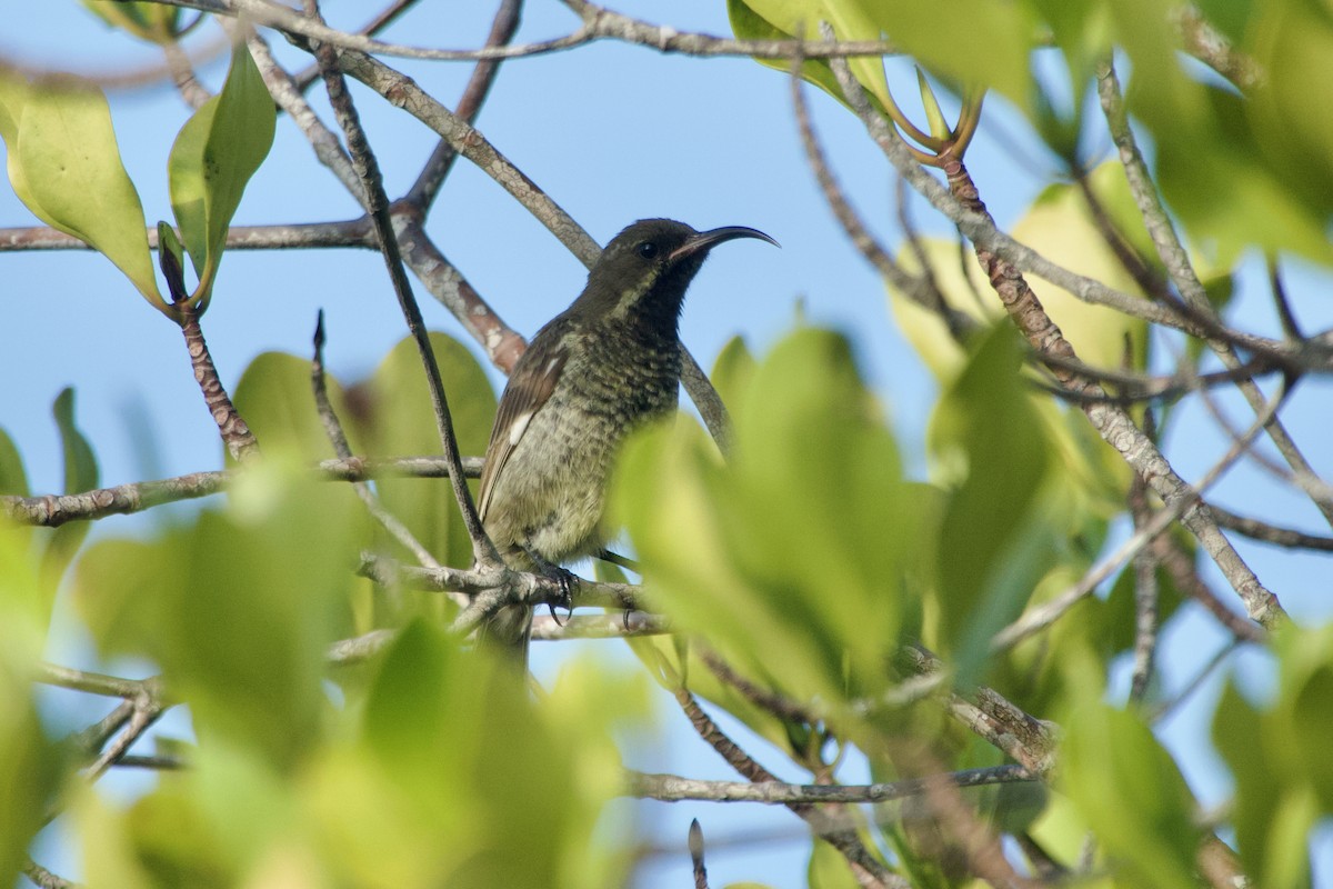 Scarlet-chested Sunbird - ML646583425