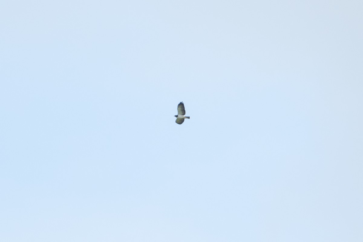 kortstjertvåk - ML646583428