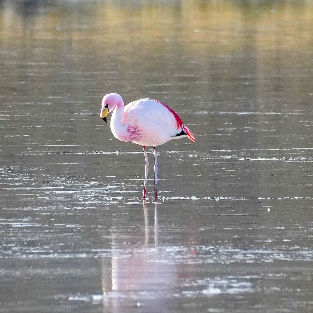 James's Flamingo - ML646583429