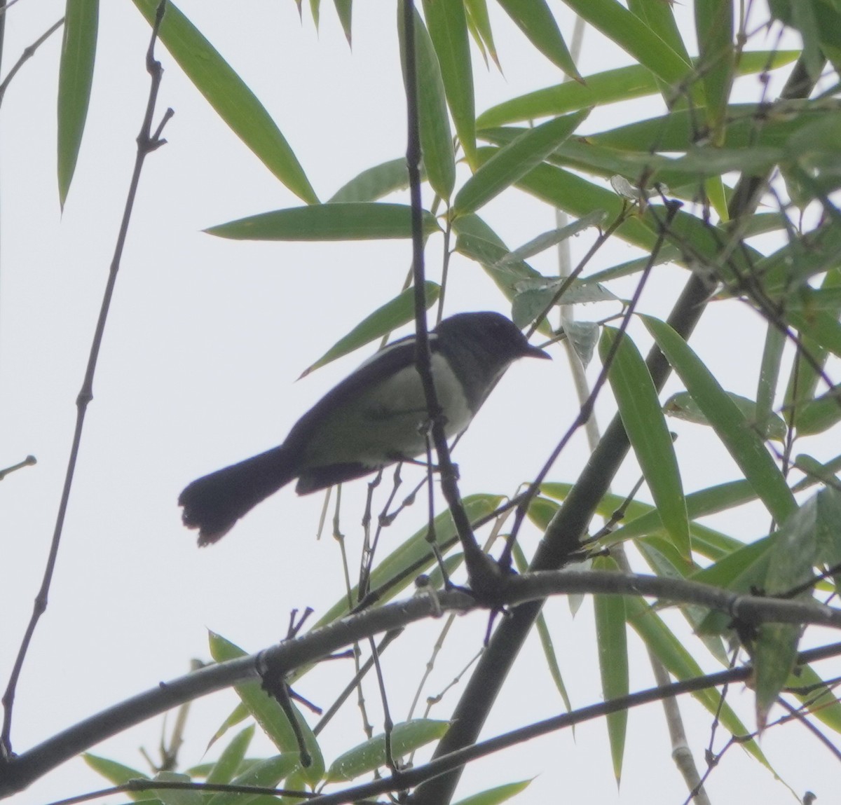 Filipin Alaca Bülbülü - ML646583431