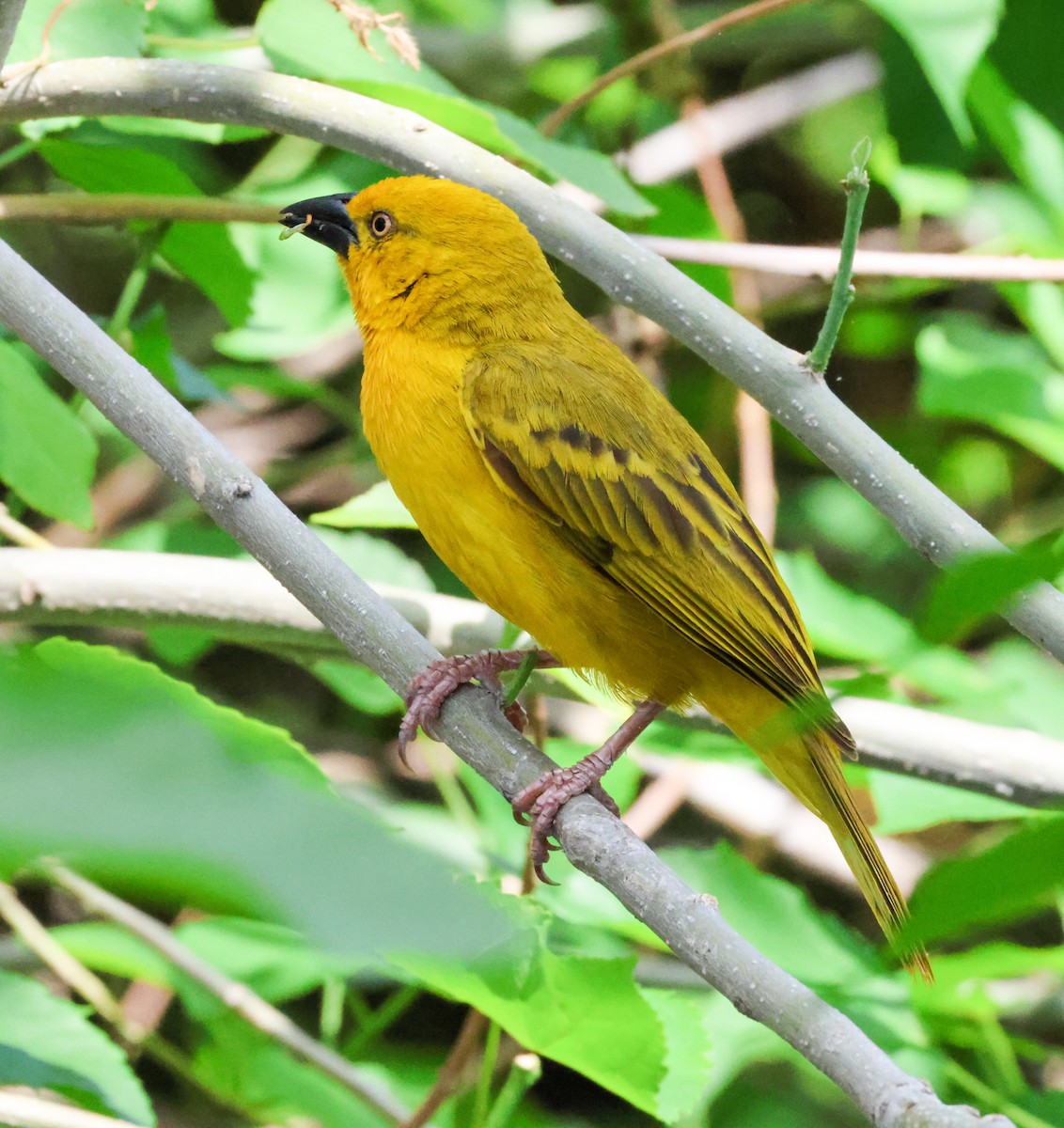 Cape Weaver - ML646583432