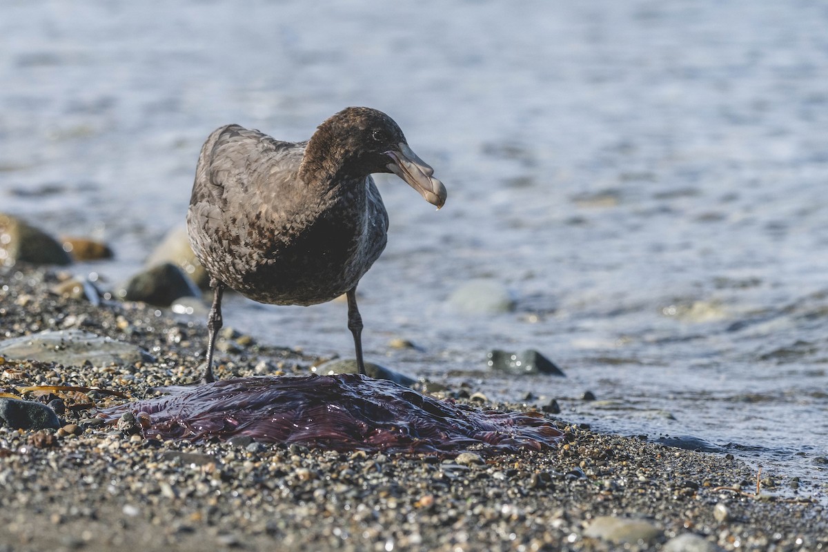 sørkjempepetrell - ML646583433