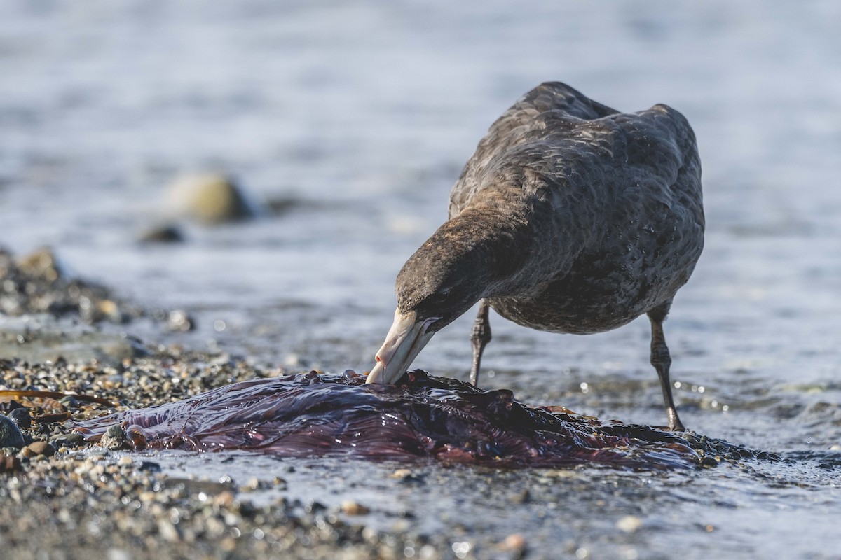 sørkjempepetrell - ML646583435