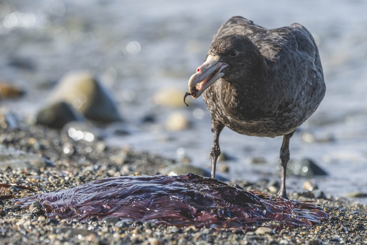 sørkjempepetrell - ML646583437