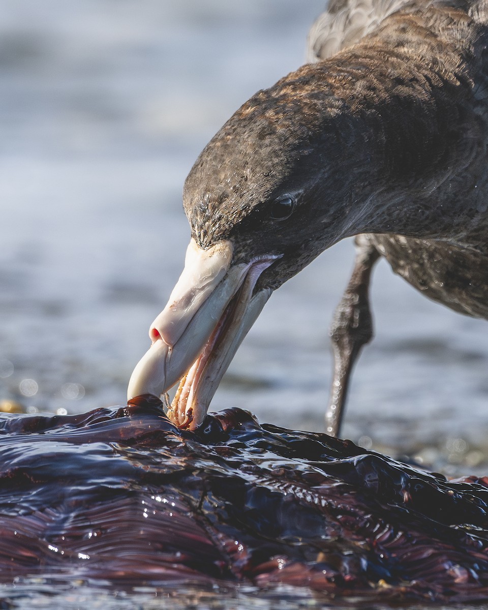 sørkjempepetrell - ML646583438