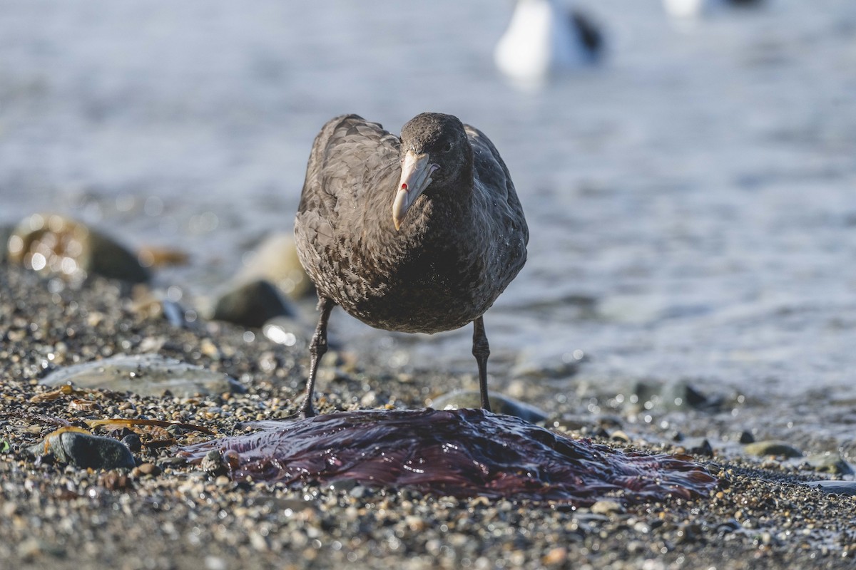 sørkjempepetrell - ML646583439