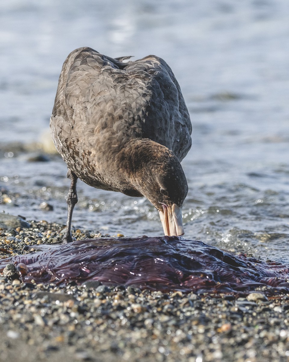 sørkjempepetrell - ML646583440