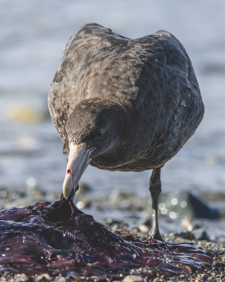 sørkjempepetrell - ML646583441