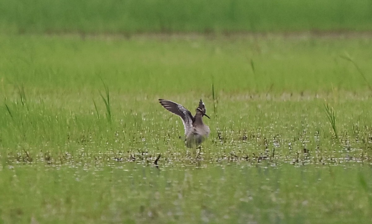 オオハシシギ - ML646583442