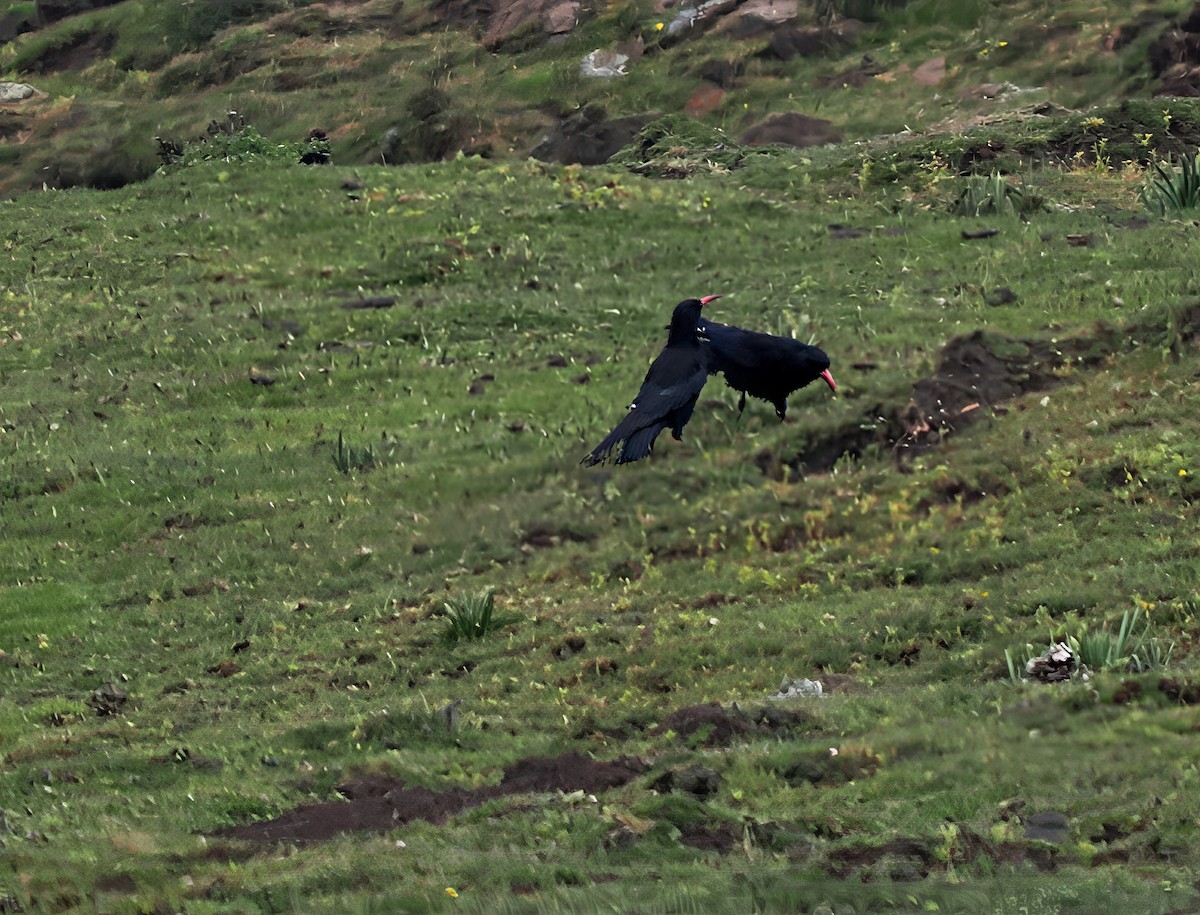 Red-billed Chough (Ethiopian) - ML646583444