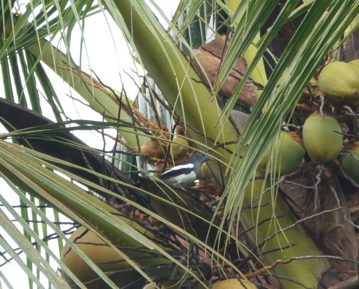 Filipin Alaca Bülbülü - ML646583445