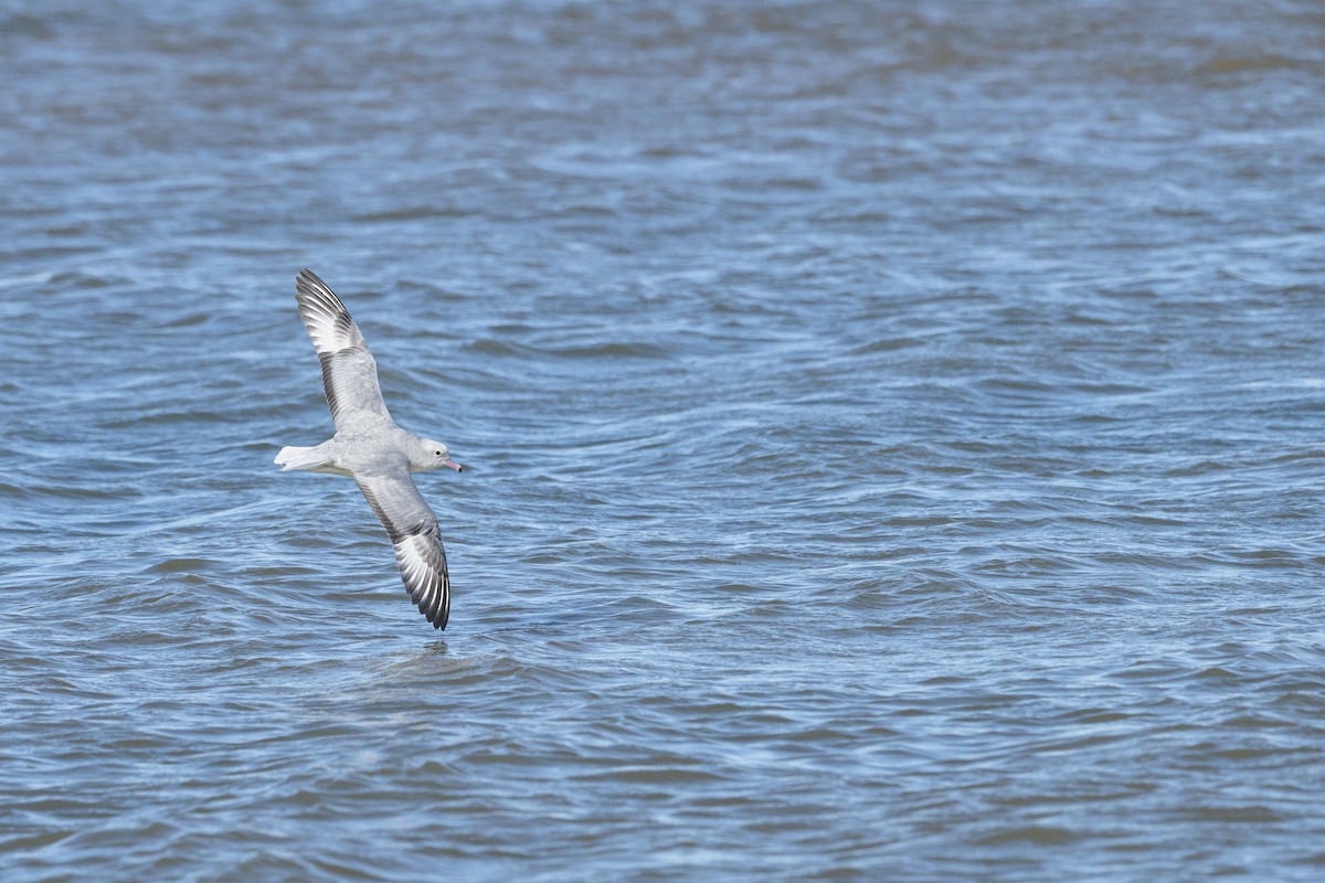 Southern Fulmar - ML646583448