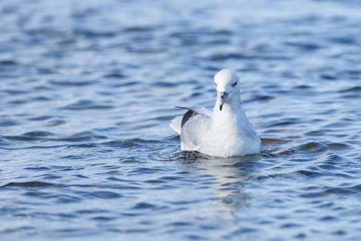 Southern Fulmar - ML646583450