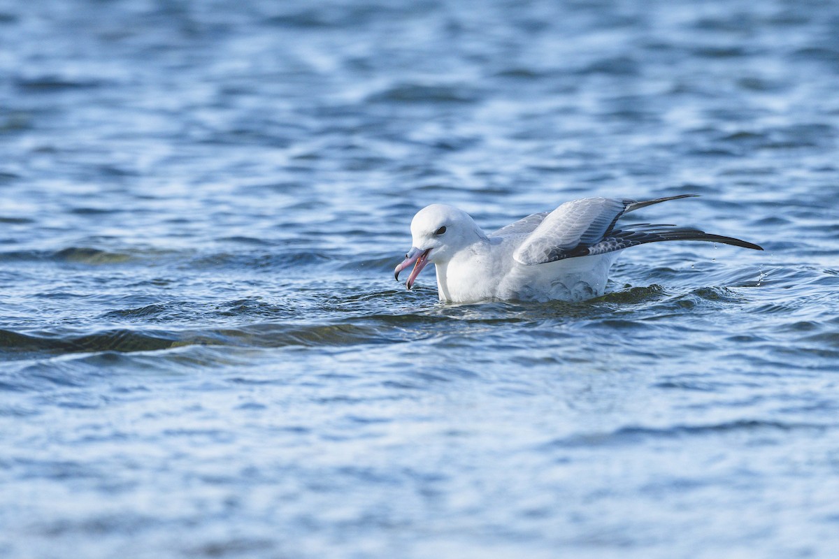 Southern Fulmar - ML646583451