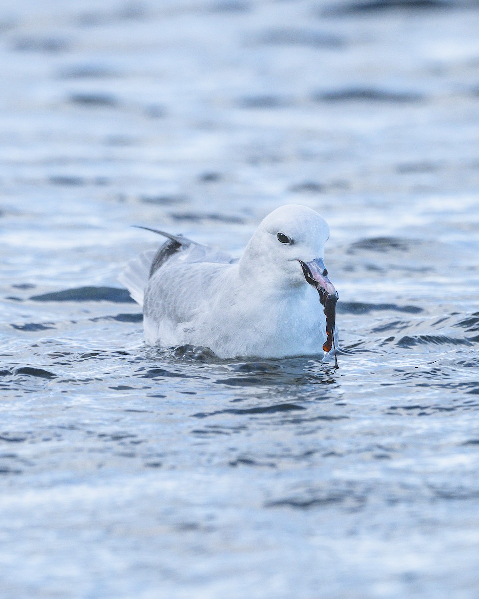 Southern Fulmar - ML646583453