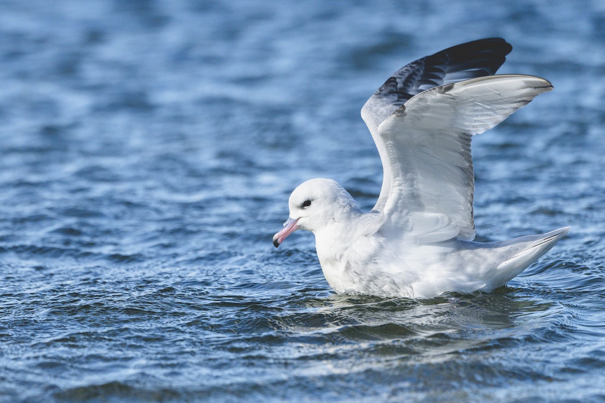 Southern Fulmar - ML646583454