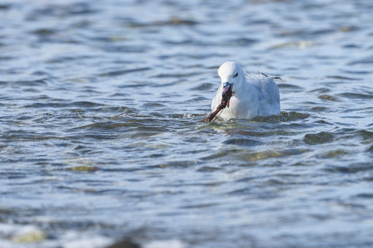 Southern Fulmar - ML646583455