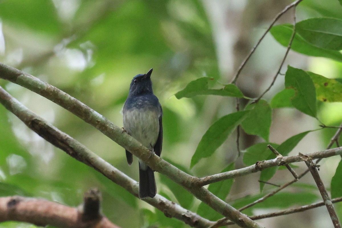 Hainan Blue Flycatcher - ML646583456