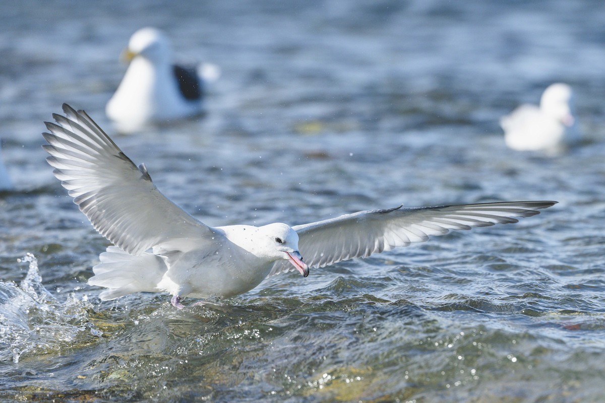 Southern Fulmar - ML646583457