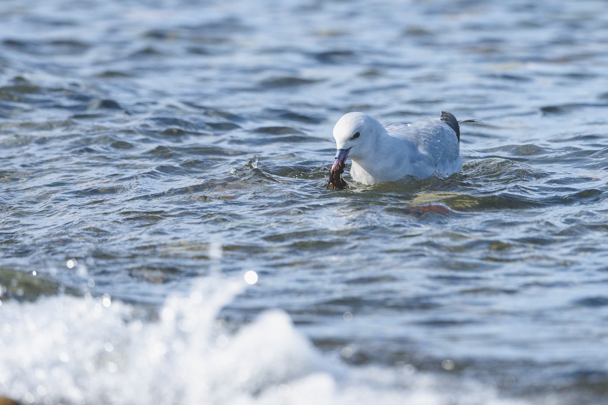 Southern Fulmar - ML646583458