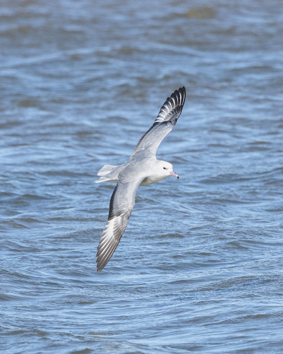 Southern Fulmar - ML646583459