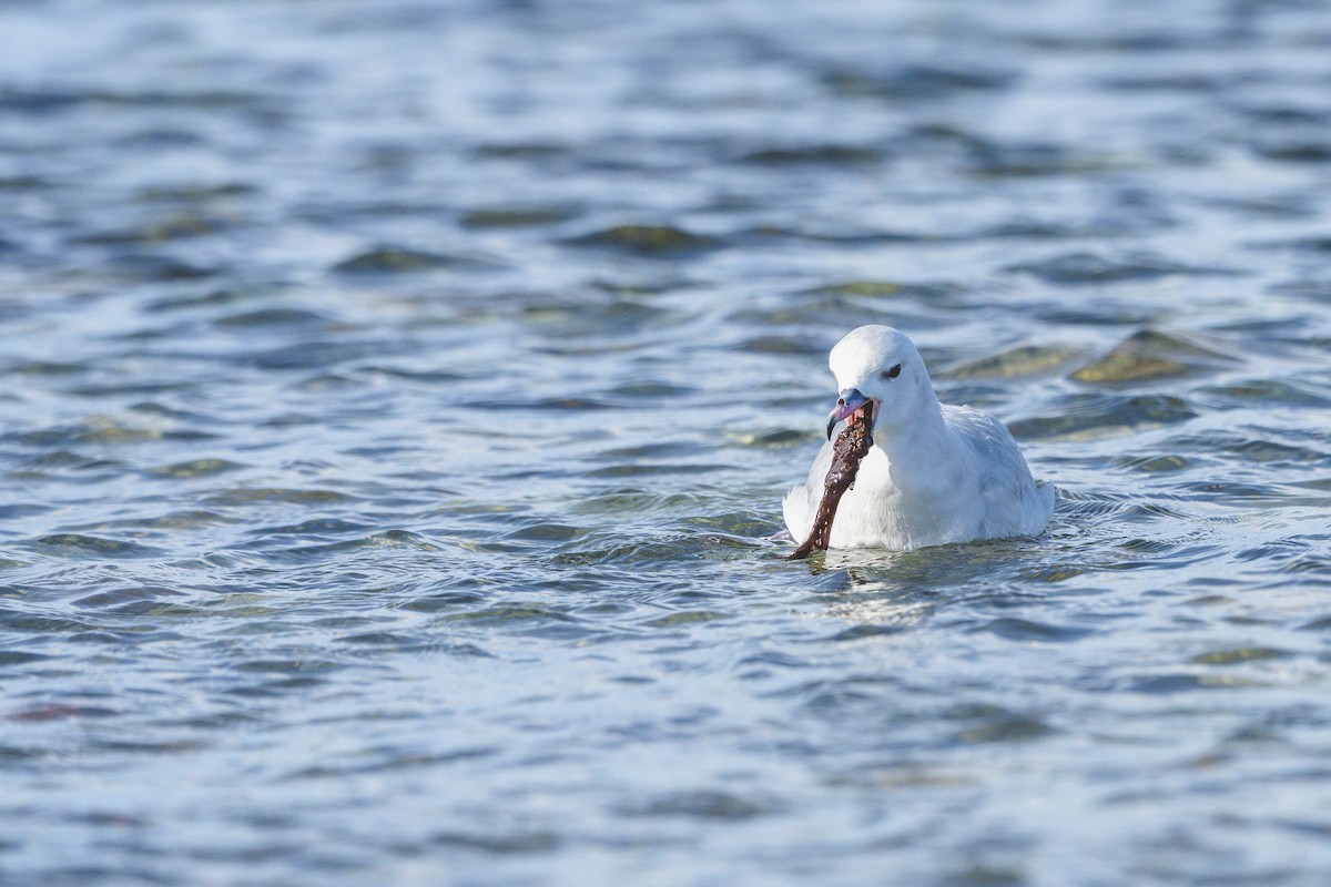 Southern Fulmar - ML646583461