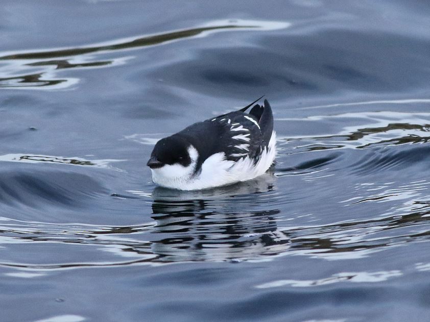 Люрик - ML646583462