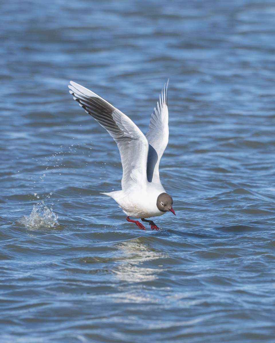 Brown-hooded Gull - ML646583464