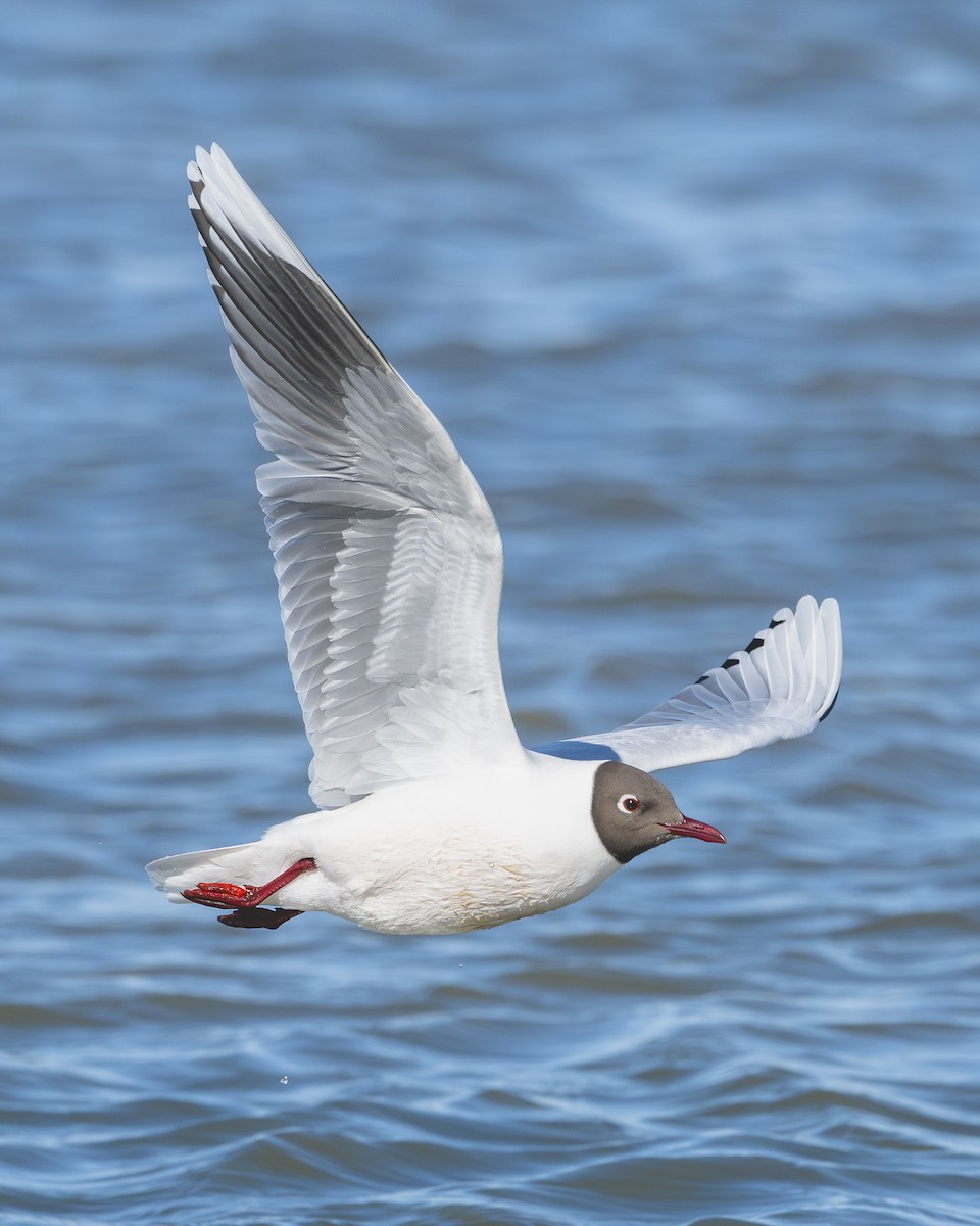 Brown-hooded Gull - ML646583465