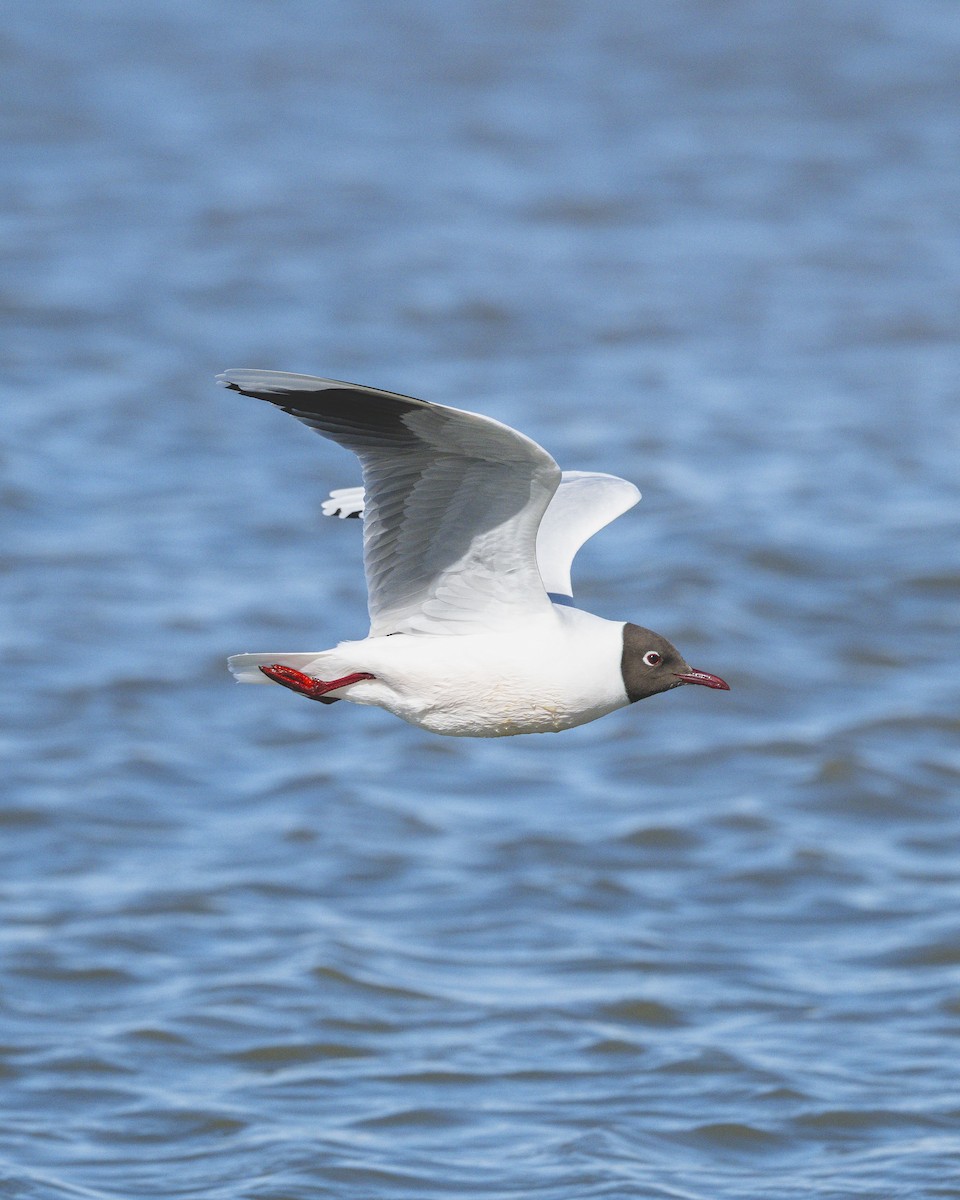 Brown-hooded Gull - ML646583466