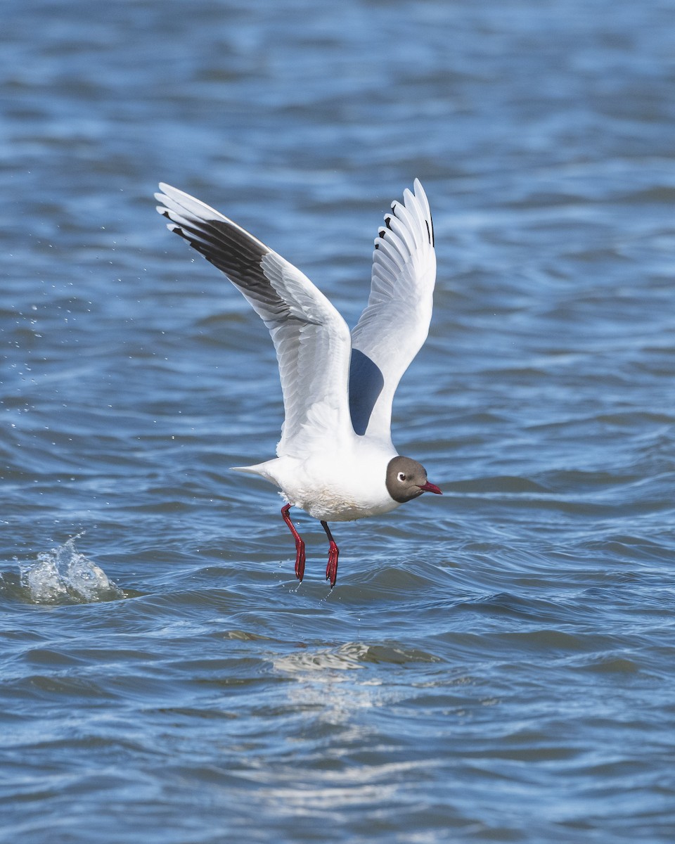 Brown-hooded Gull - ML646583467