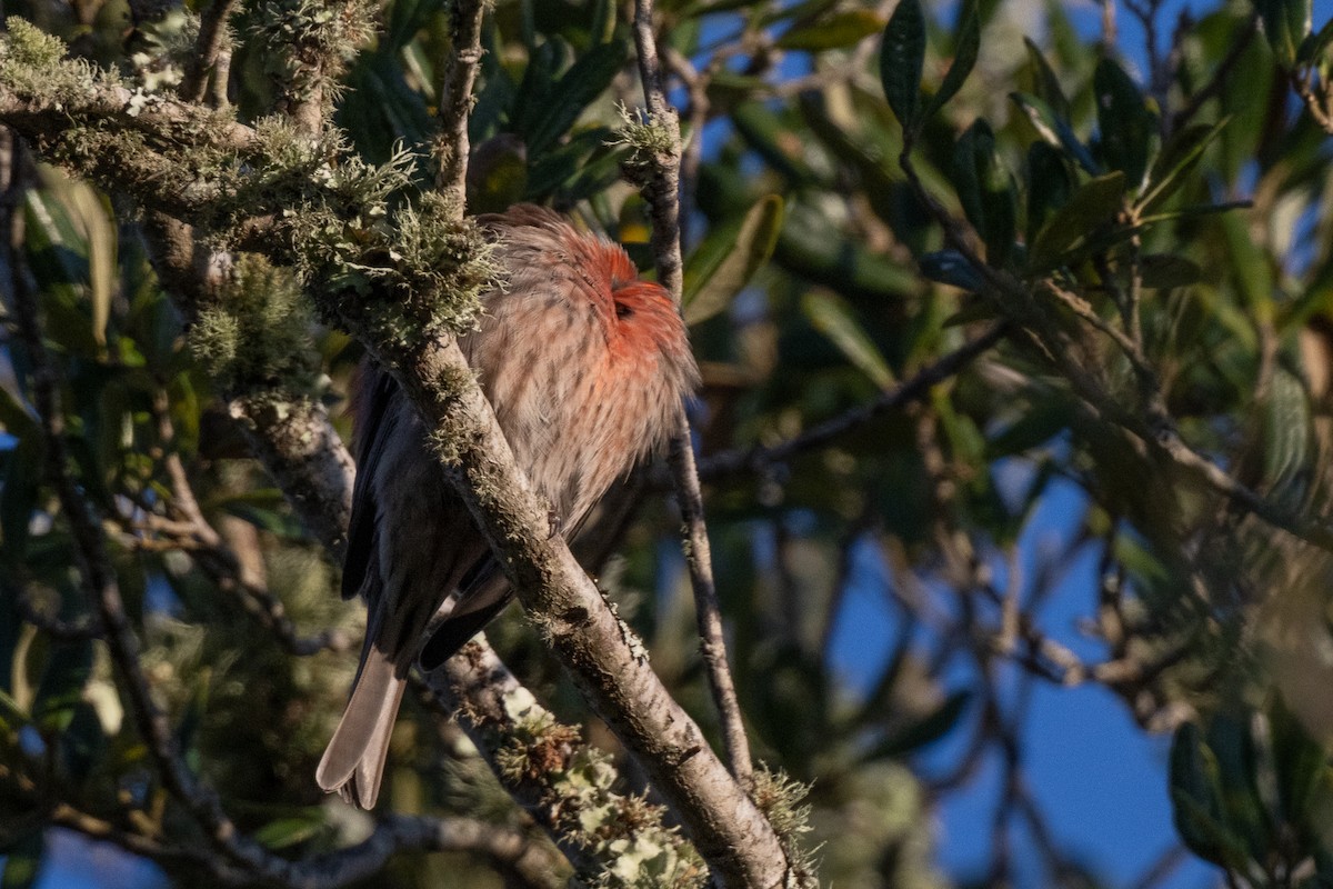 House Finch - ML646583468